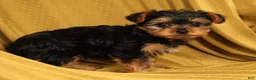 Yorkiepoo dogs for sale: Mr Cutie - Ad 9