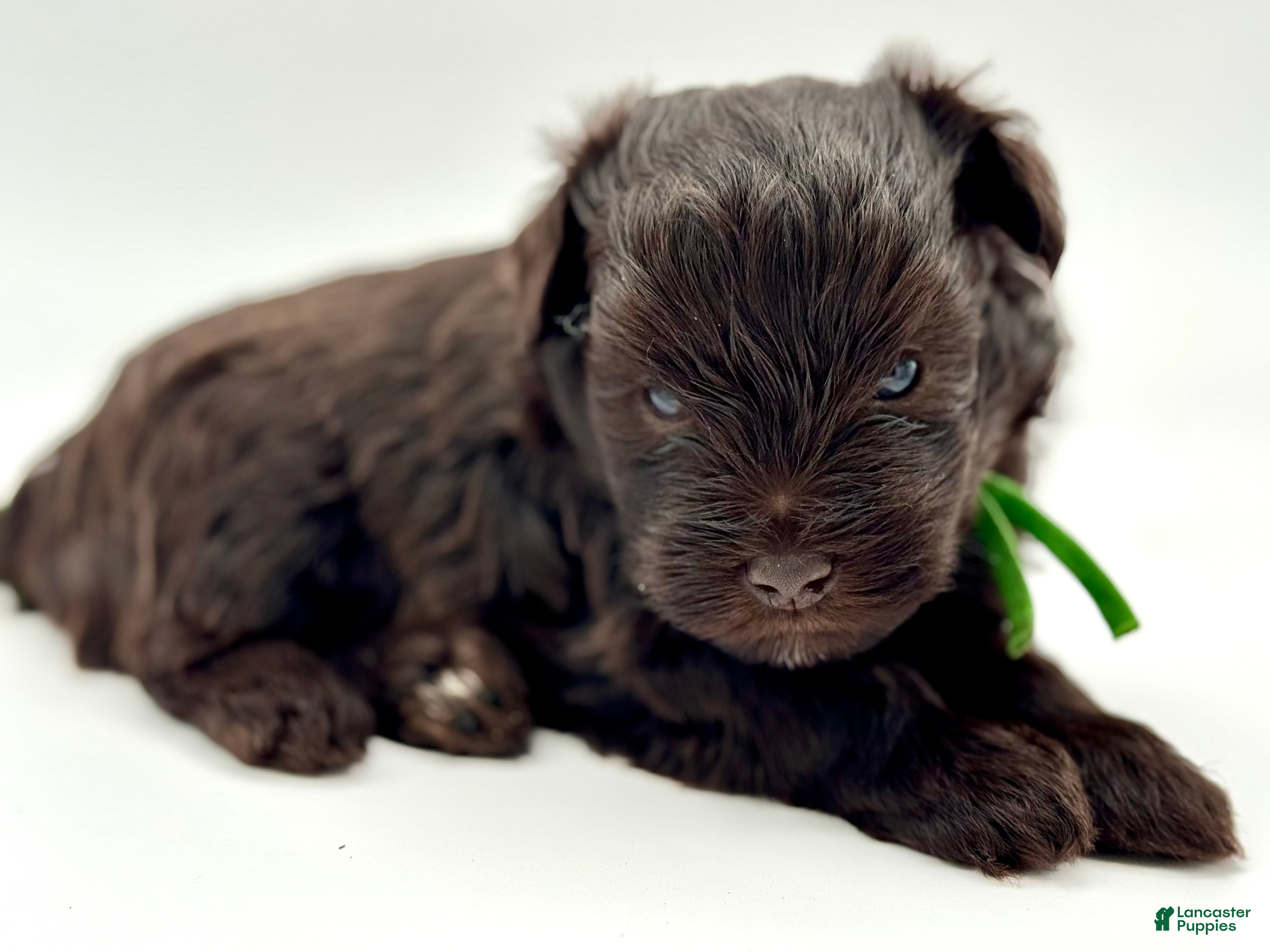 Miniature Schnauzer dogs Shamrock - Ad 1