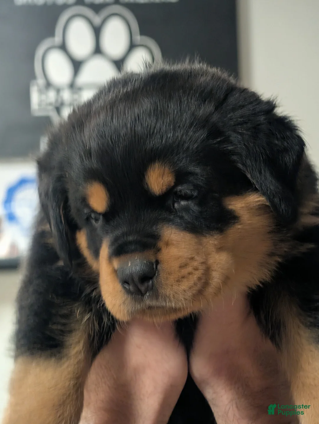 Rottweiler dogs for sale: Rottweiler Puppy 7 - Ad 3