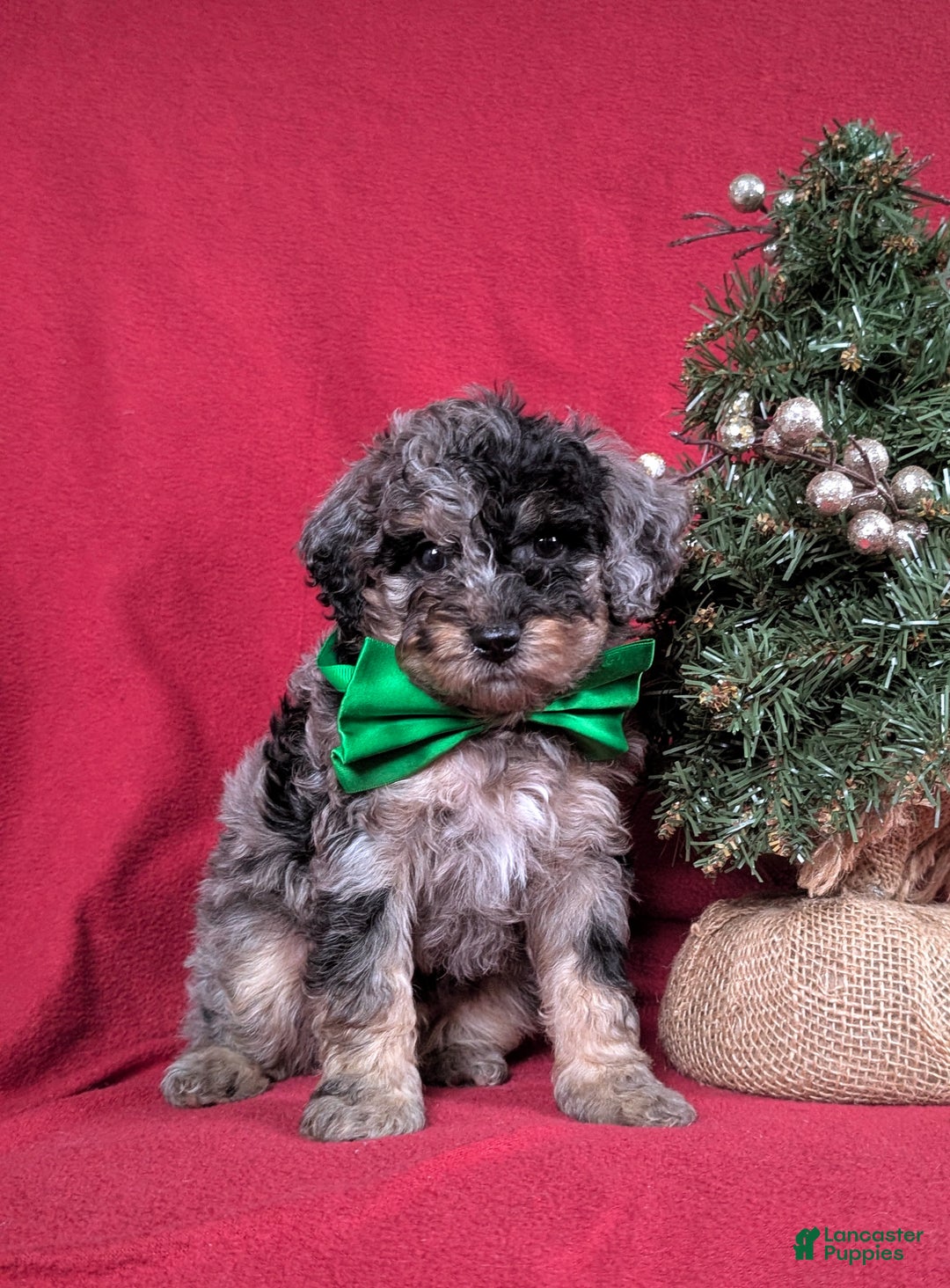 Mini Bernedoodle dogs for sale: Aiden Hypoallergenic - Ad 3