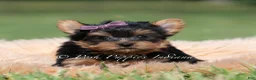 Yorkshire Terrier dogs for sale: Sugar Plum - Ad 4