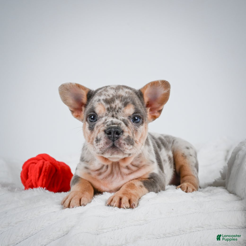 French Bulldog dogs French Bulldog Puppy 2 - Ad 2