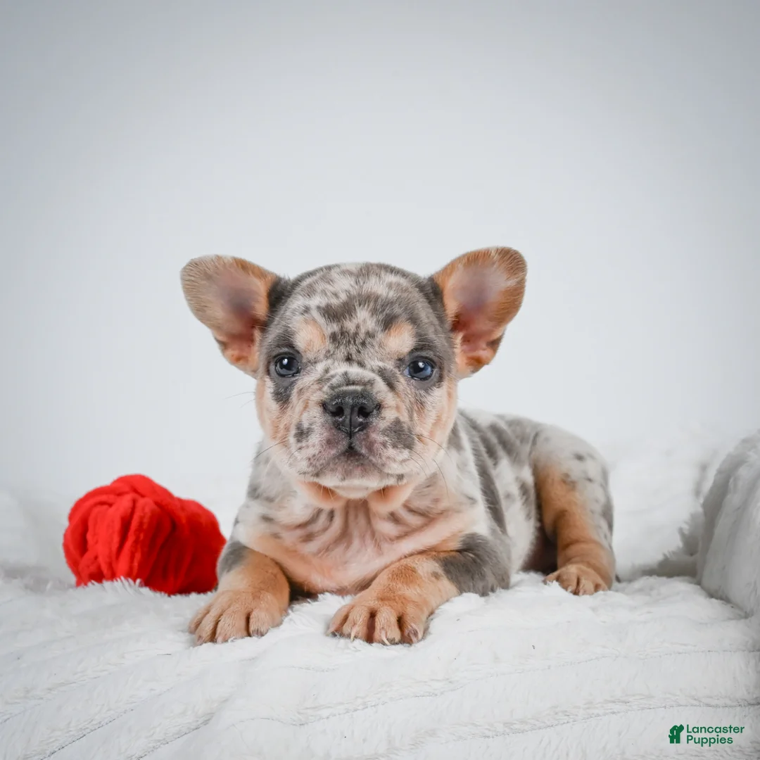 French Bulldog dogs for sale: French Bulldog Puppy 2 - Ad 2
