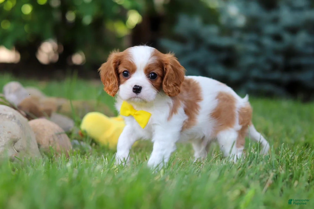 Cavalier King Charles Spaniel dogs for sale: Benji - Ad 2