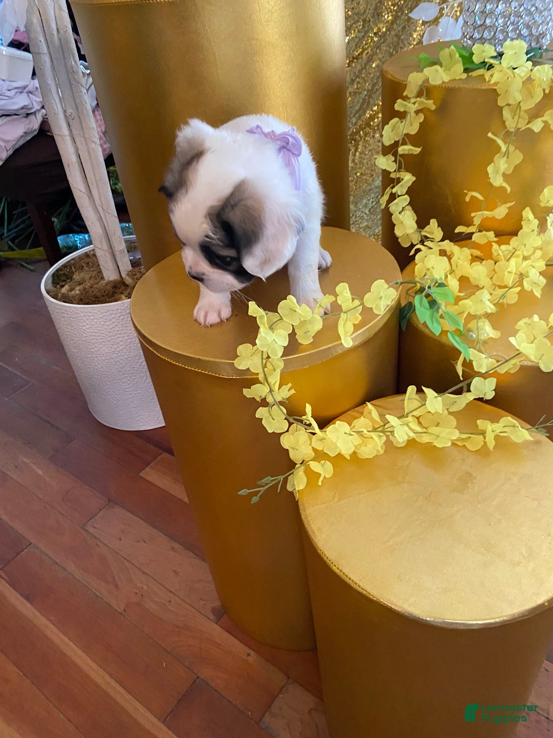 French Bulldog dogs for sale: Sage  - Ad 7