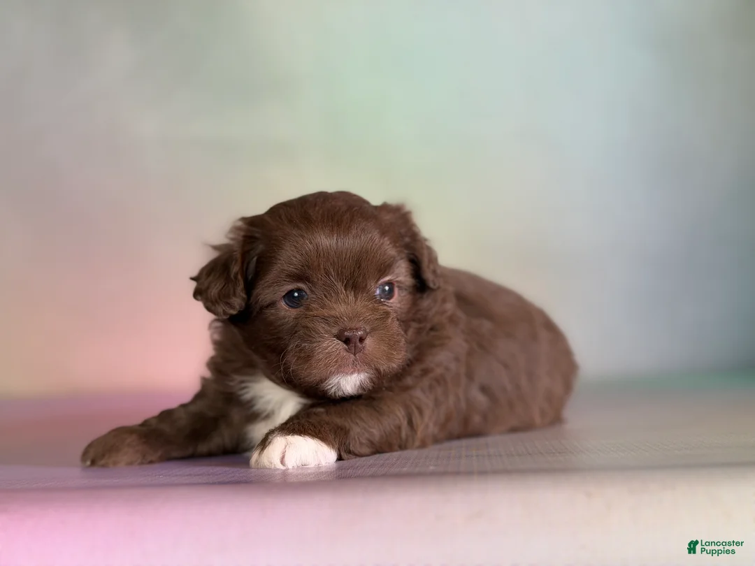 Pekapoo dogs for sale: KitKat DNA tested parents - Ad 2