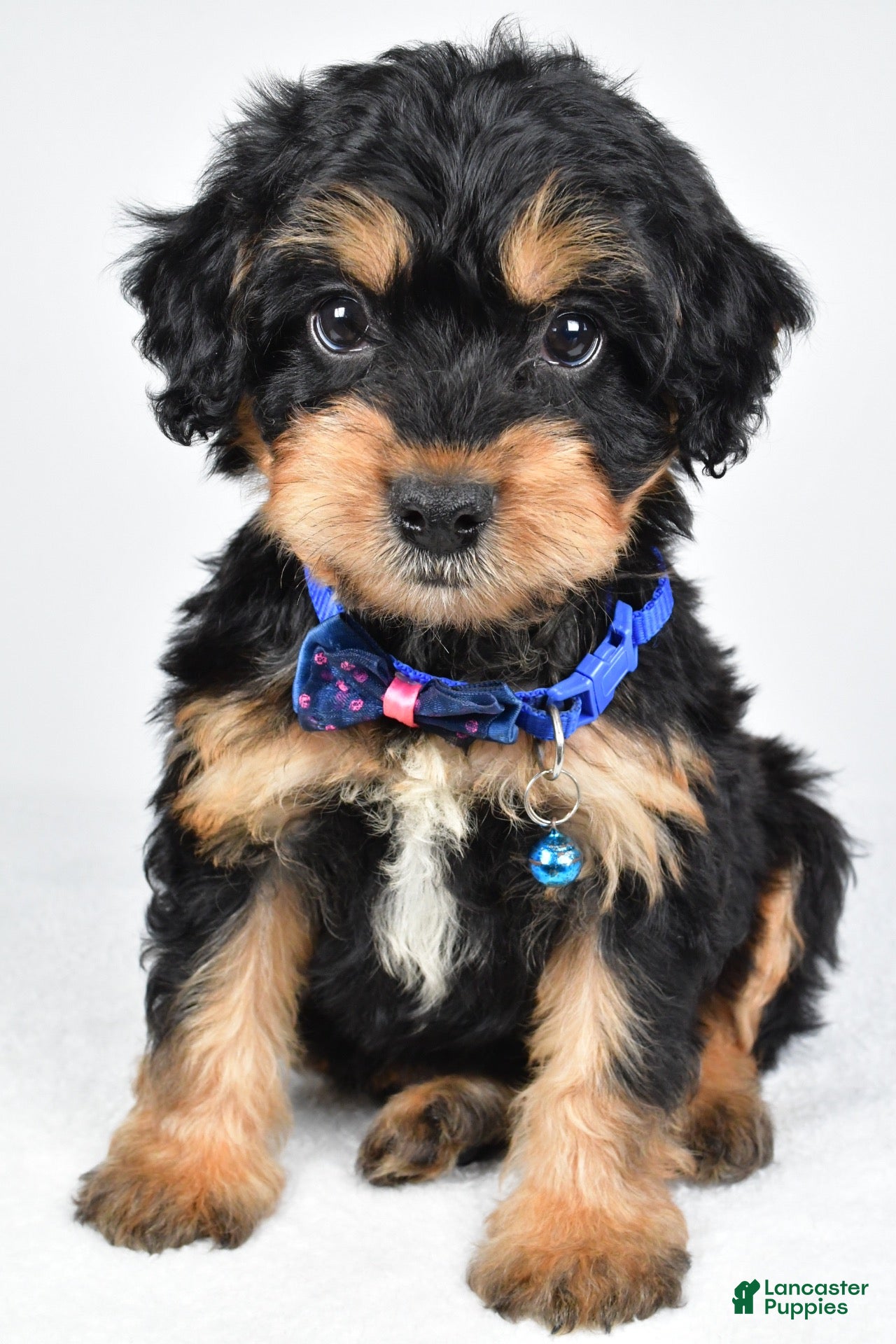 Mixed Breed dogs Tate - Ad 1