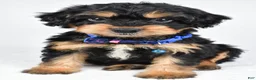 Mixed Breed dogs for sale: Tate - Ad 1