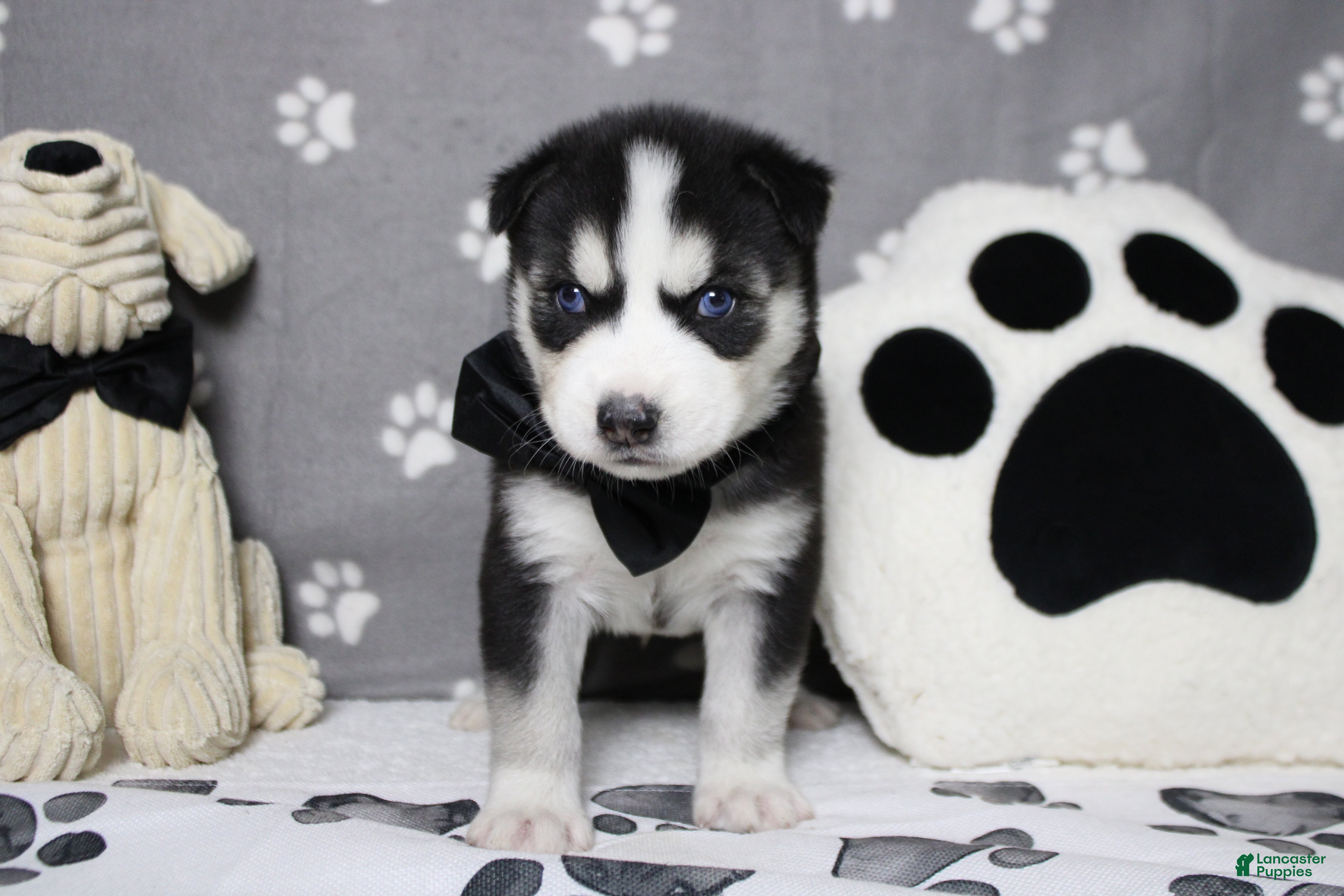 Siberian Husky dogs Atlas - Ad 7