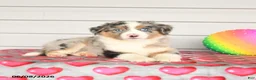 Mixed Breed dogs for sale: Kodak - Ad 2