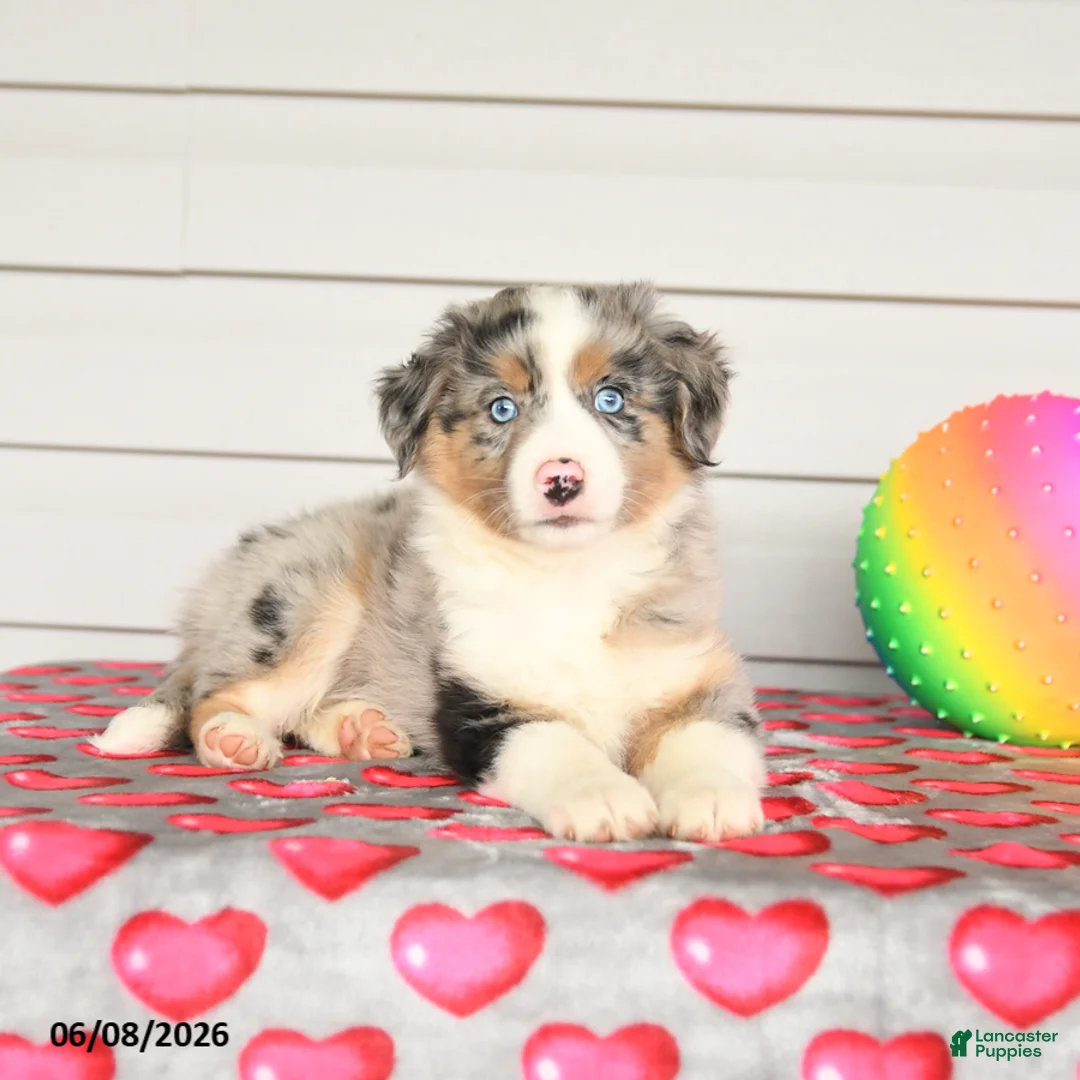 Mixed Breed dogs for sale: Kodak - Ad 2
