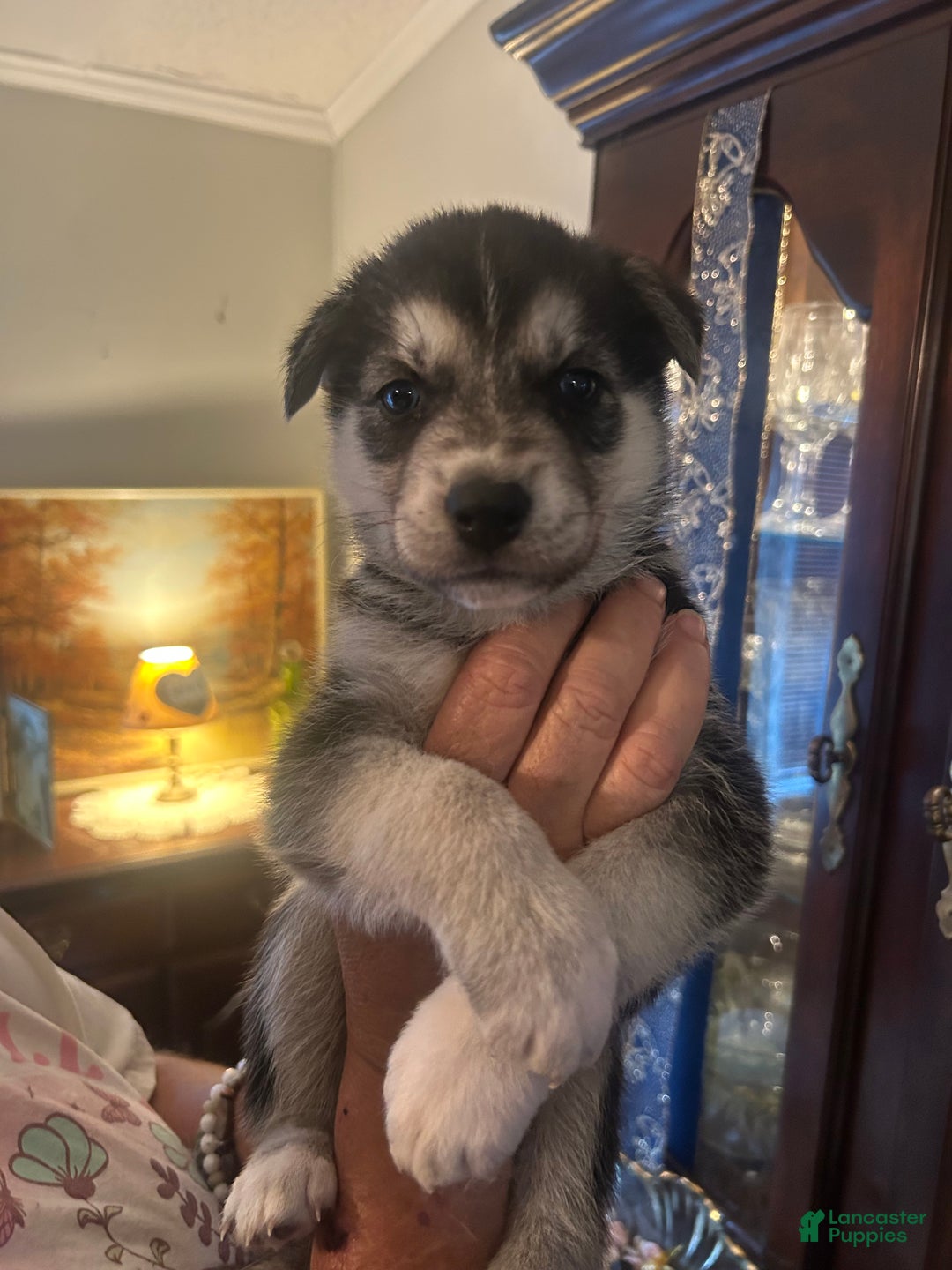 Gerberian Shepsky dogs for sale: Apollo Gerberian Shepsky Puppy 3 - Ad 8