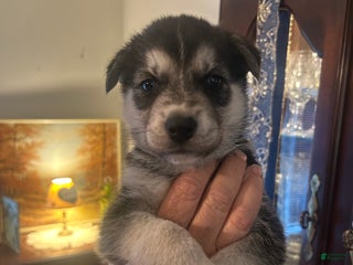 Gerberian Shepsky dogs Maverick Gerberian Shepsky Puppy 2 - Ad 16