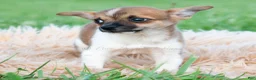 Chihuahua dogs for sale: Pascal - Ad 3