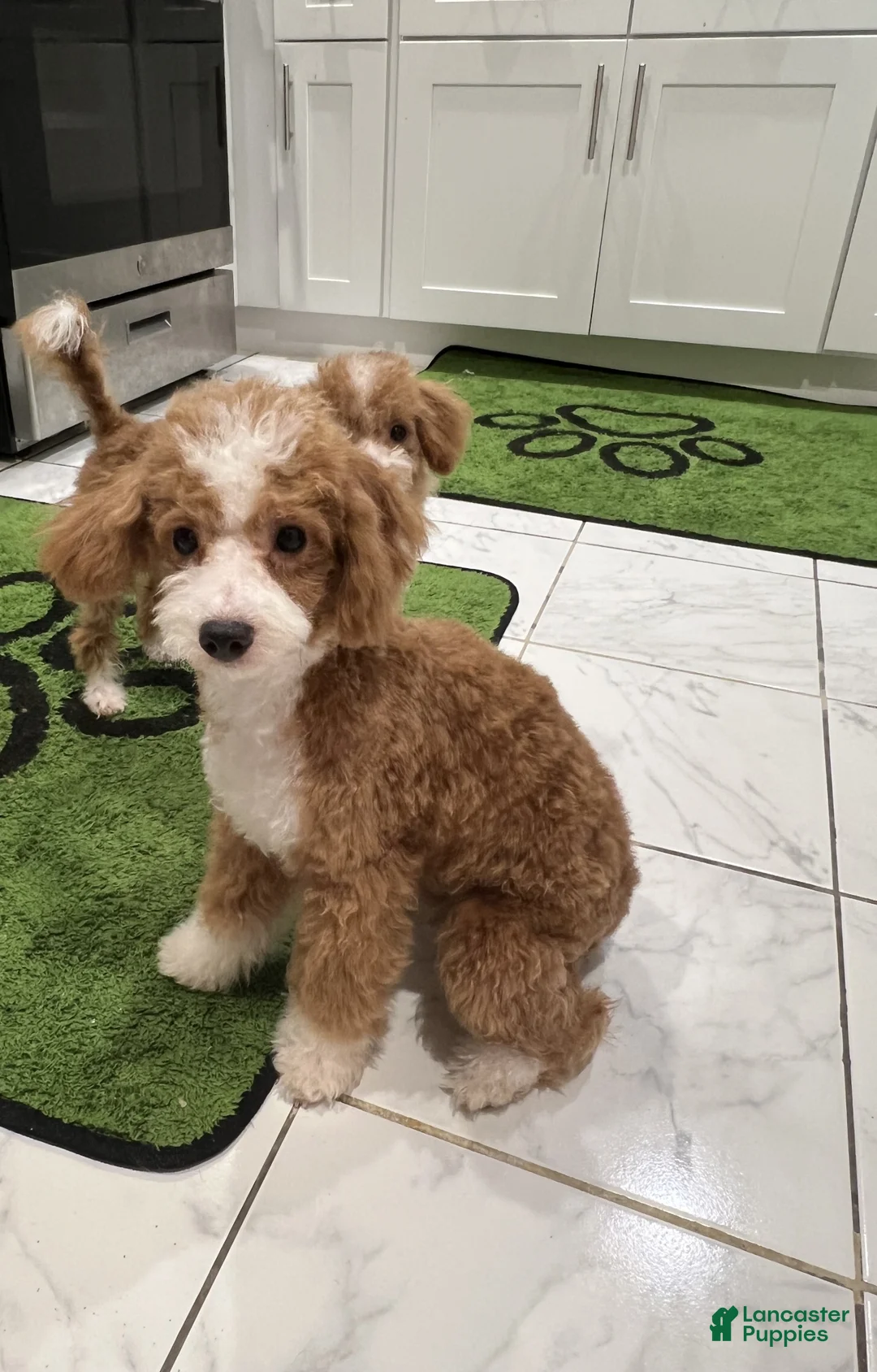 Miniature Poodle dogs for sale: Gucci: 9lb Miniature Poodle - Ad 2