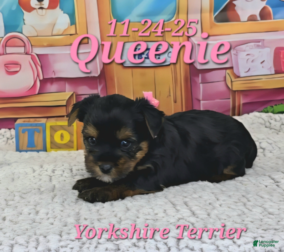 Yorkshire Terrier dogs for sale: Queenie - Ad 3