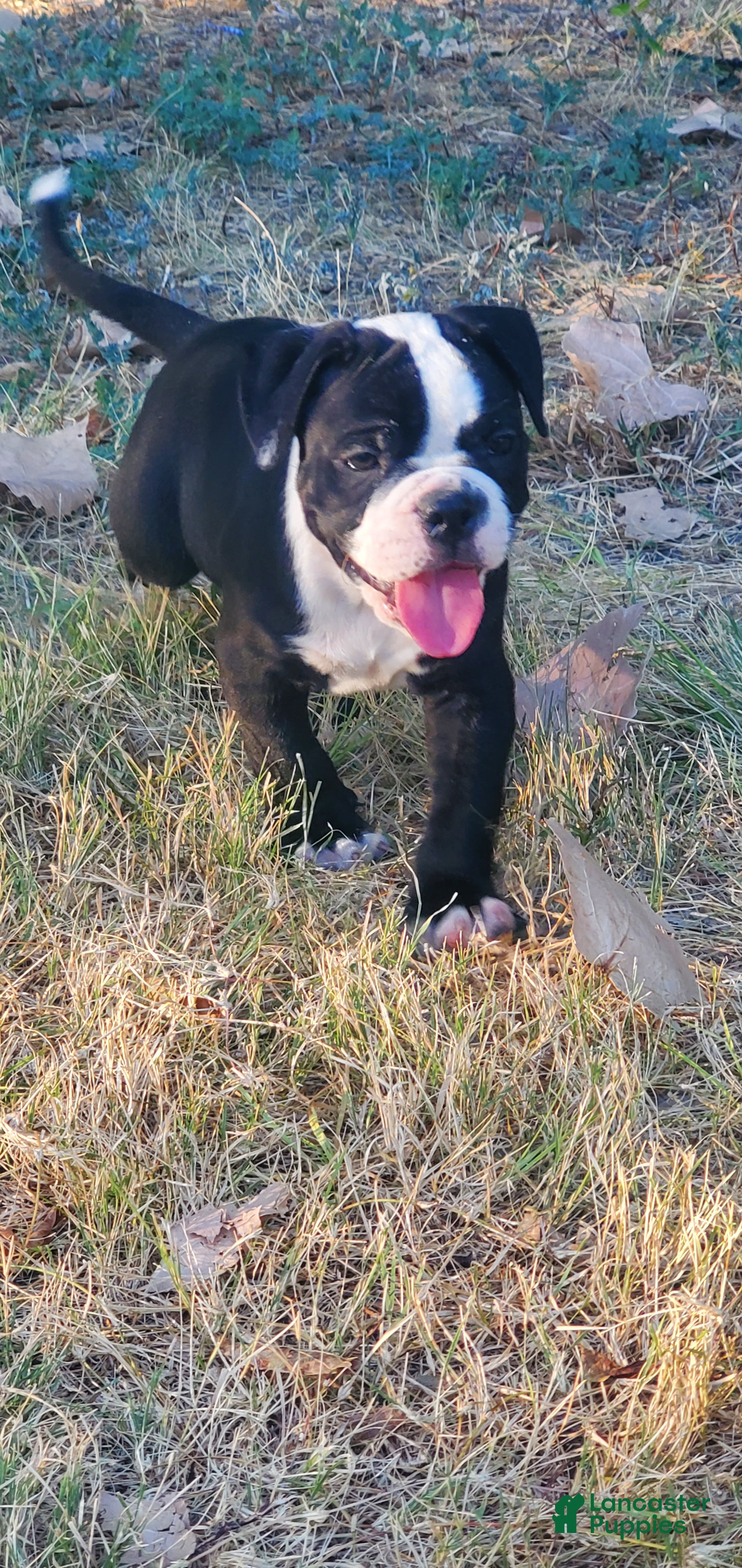 Alapaha Blue Blood Bulldog dogs Alapaha Blue Blood Bulldog 1 - Ad 1