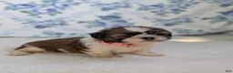 Shih Tzu dogs for sale: Felicity  - Ad 3