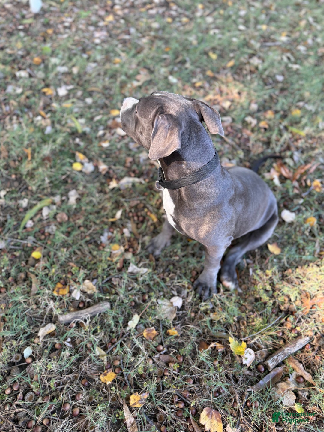 American Bully dogs for sale: Ivy - Ad 12