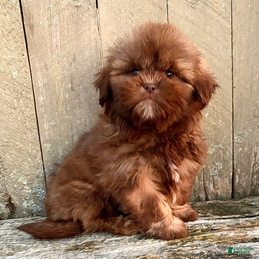 Shih Tzu dogs for sale: 💛 IN BOSTON MASSACHUSETTS AREA 💛 PUREBRED CHOCOLATE SHIH TZU 💛 ESTIMATED ADULT SIZE 10-12 LBS 💛 - Ad 4
