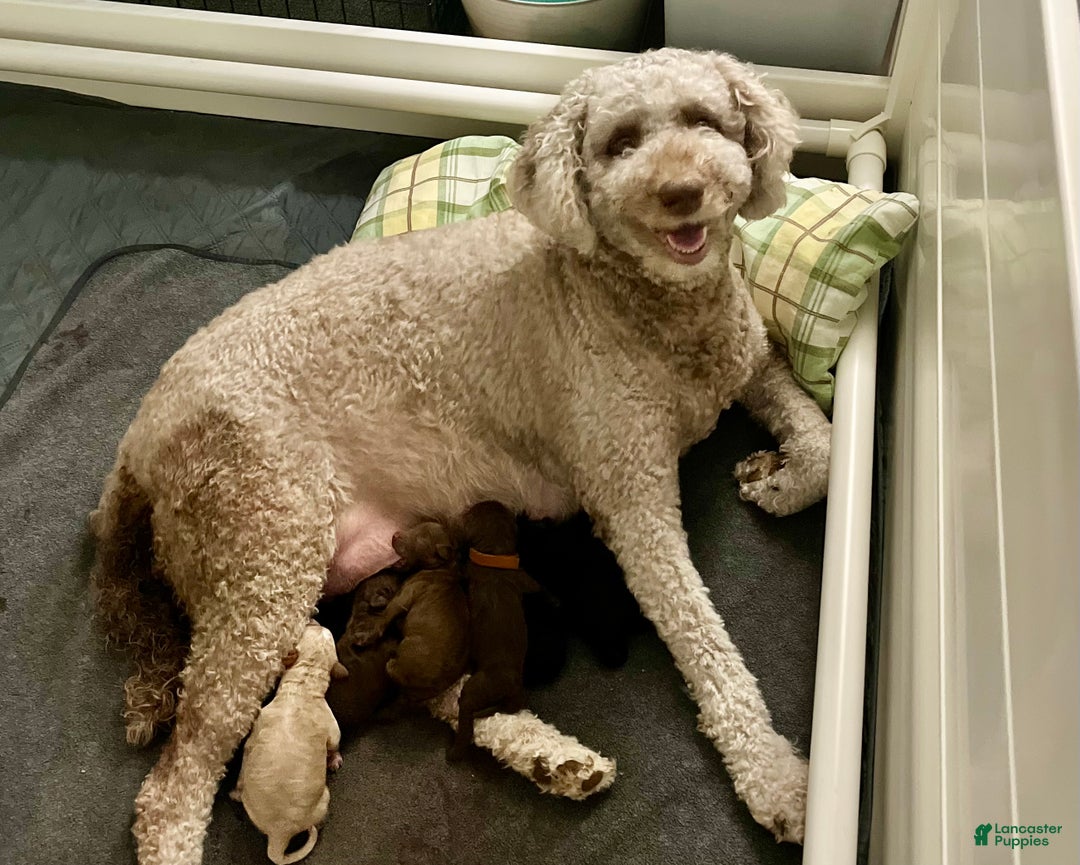 Mixed Breed dogs for sale: Doubledoodle Female Puppy - Ad 6