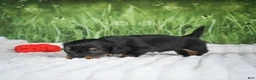 Miniature Dachshund dogs for sale: AKC Sierra - Ad 6