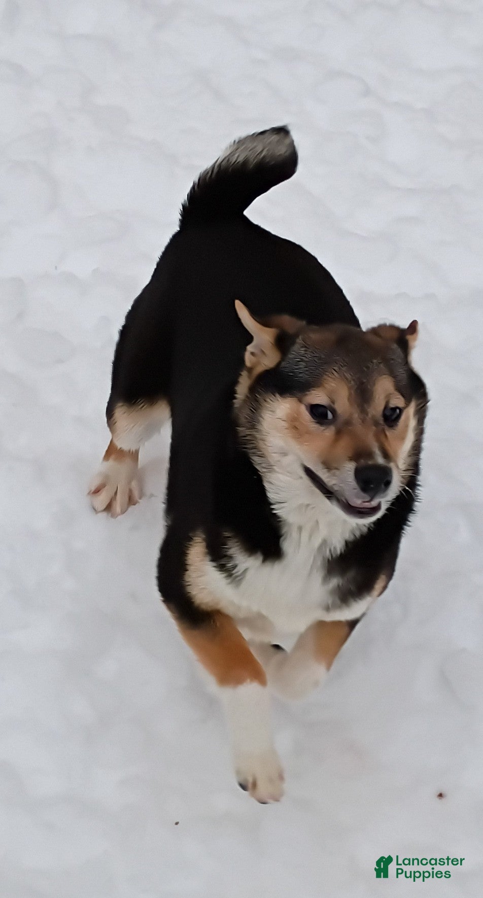 Shiba Inu dogs Holly  - Ad 28