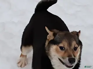 Shiba Inu dogs Holly - Ad 28