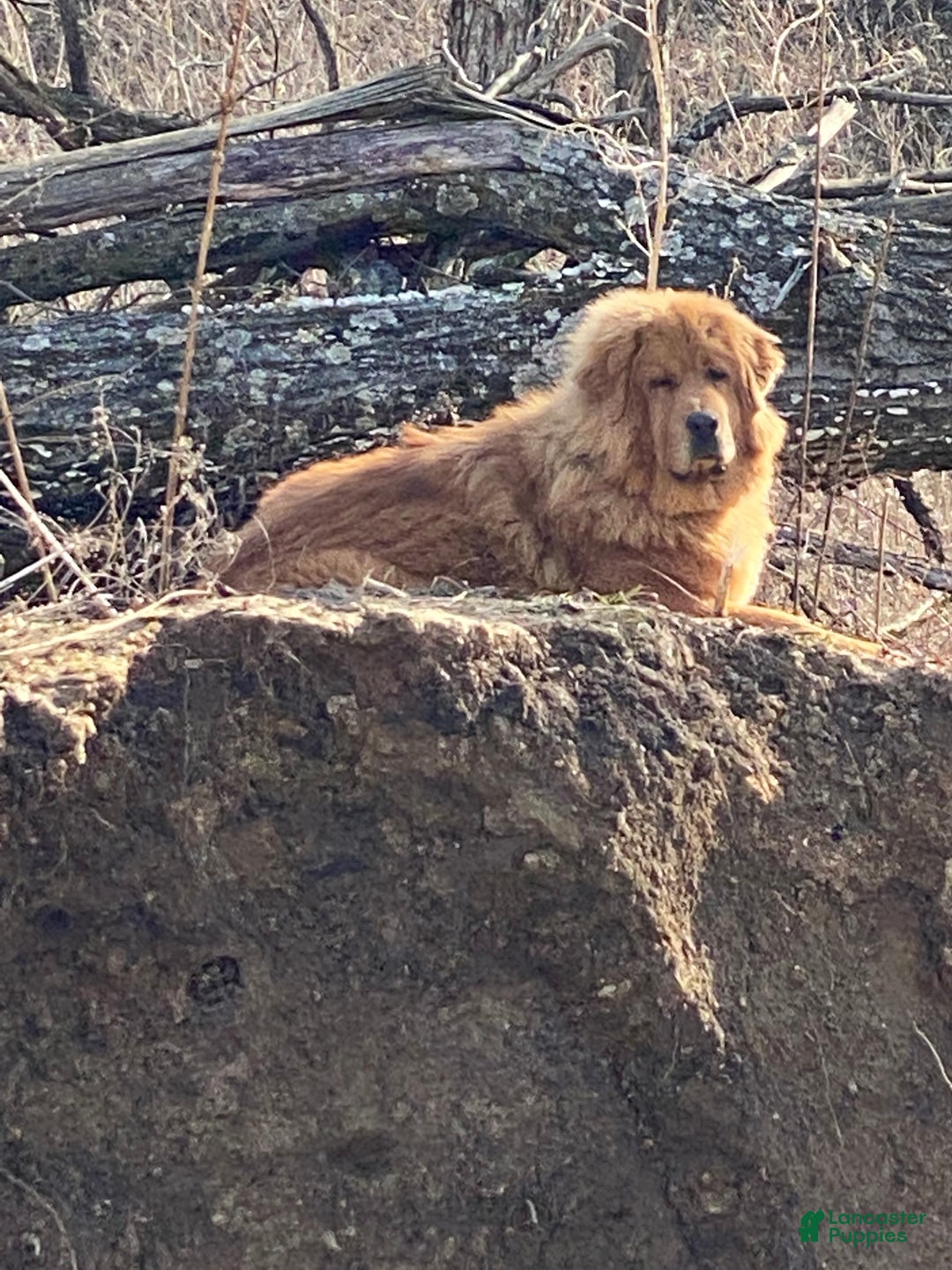 Mixed Breed dogs for sale: Tibetan Mastiff/Bernese Mountain Dog Male 2 - Ad 25