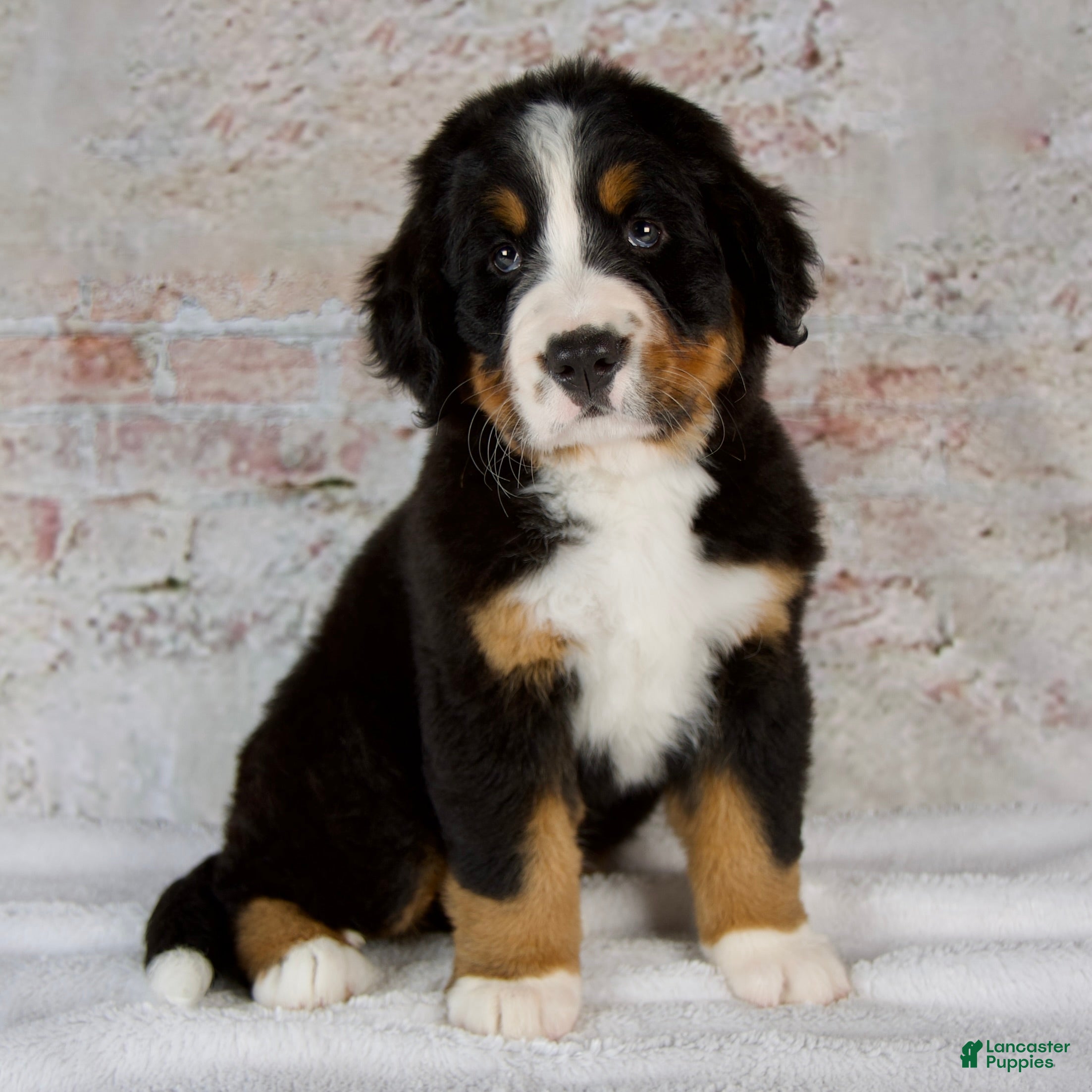 Bernese Mountain Dog dogs Renae - Ad 1