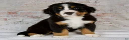 Bernese Mountain Dog dogs for sale: Renae - Ad 4