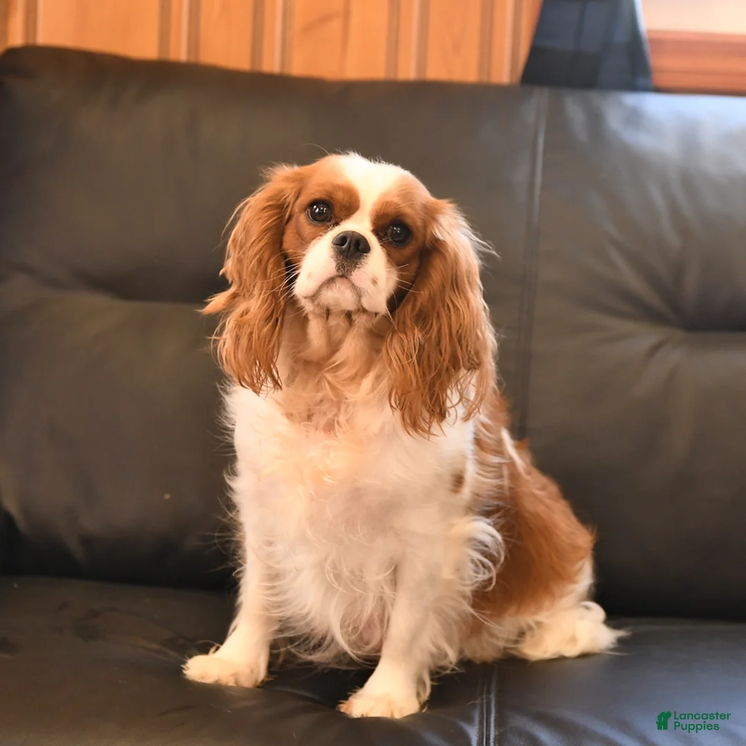 Cavalier King Charles Spaniel dogs for sale: Inky - Ad 6