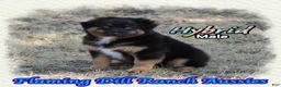 Miniature Australian Shepherd dogs for sale: Hybrid - Ad 3