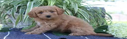 Mini Goldendoodle dogs for sale: Flurry - Ad 3