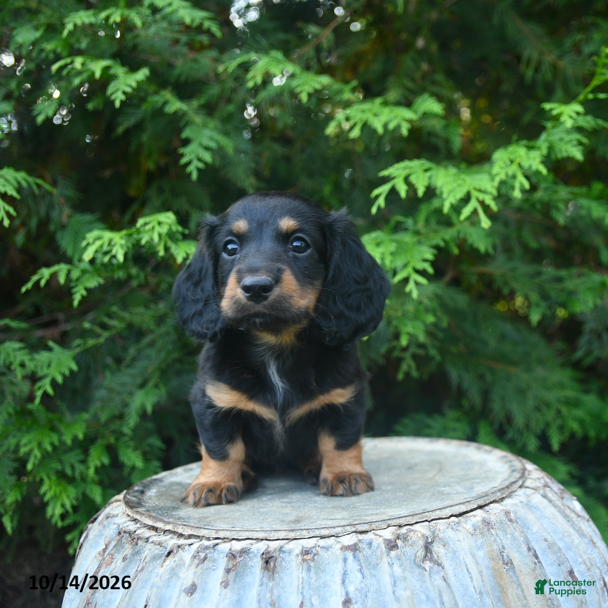 Miniature Dachshund dogs for sale: Fionna  - Ad 2
