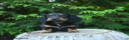 Miniature Dachshund dogs for sale: Fionna  - Ad 2