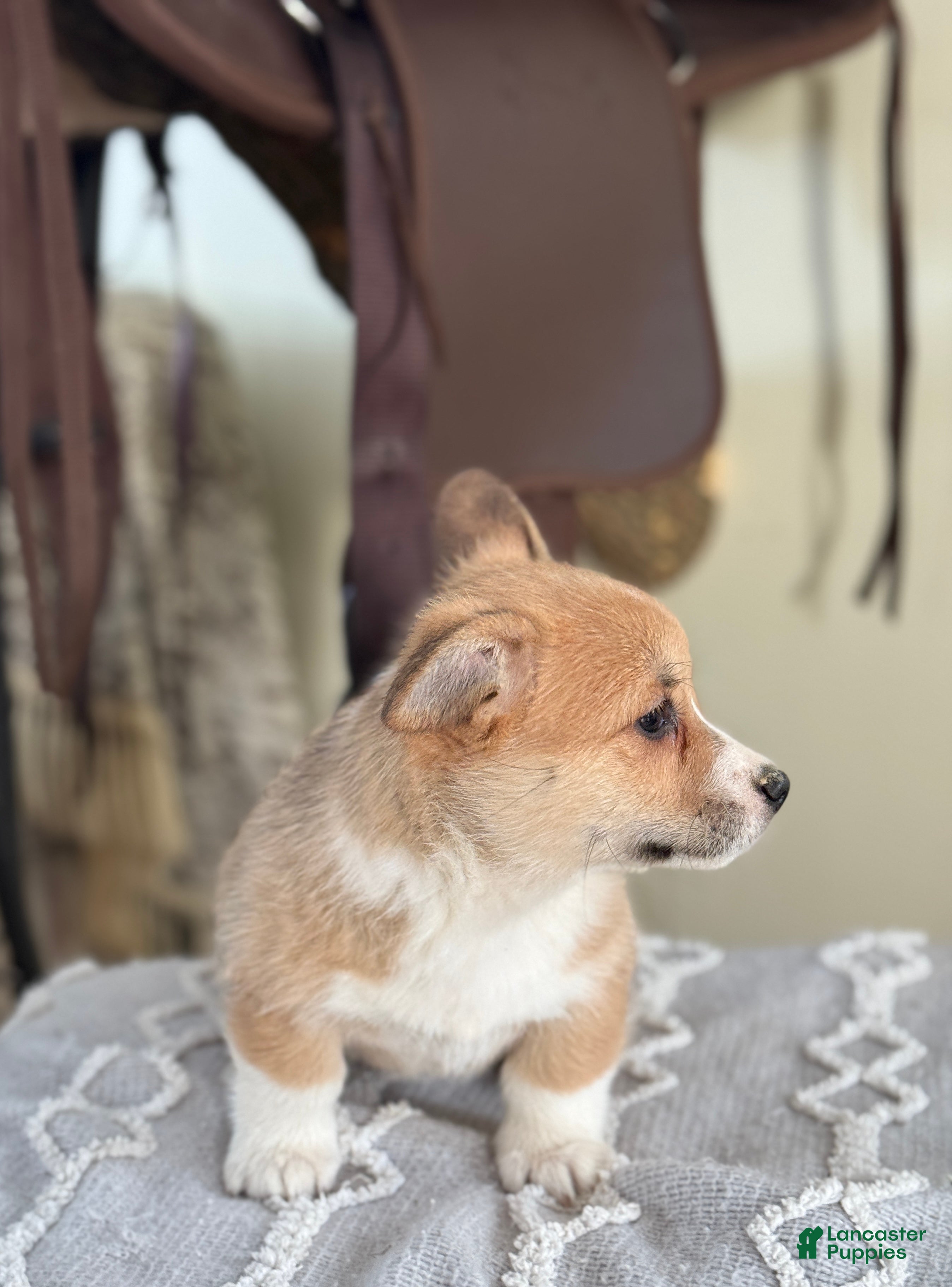 Welsh Corgi Pembroke dogs Fern - Ad 2