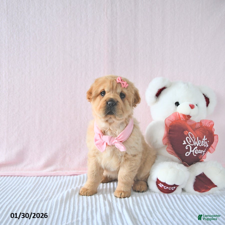 Mini Hippo dogs Delaney - Ad 7