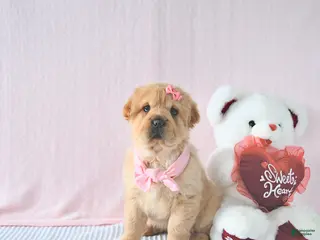 Mini Hippo dogs Delaney - Ad 7