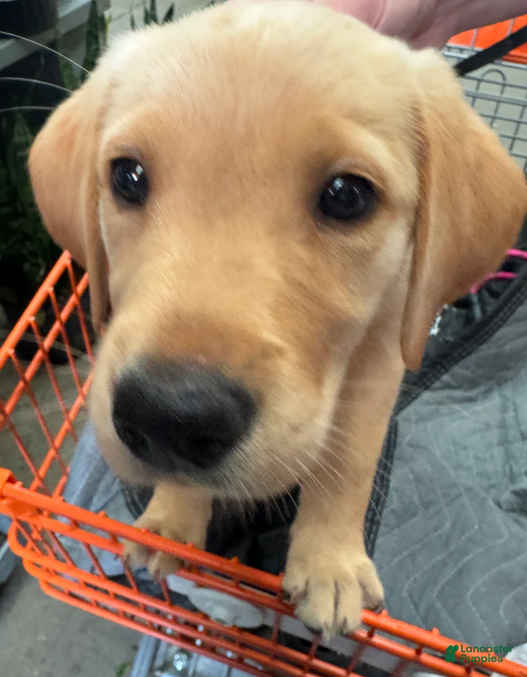 Goldador dogs for sale: Goldador - Sara -Started Puppy - Ad 2