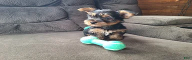 Rocket
