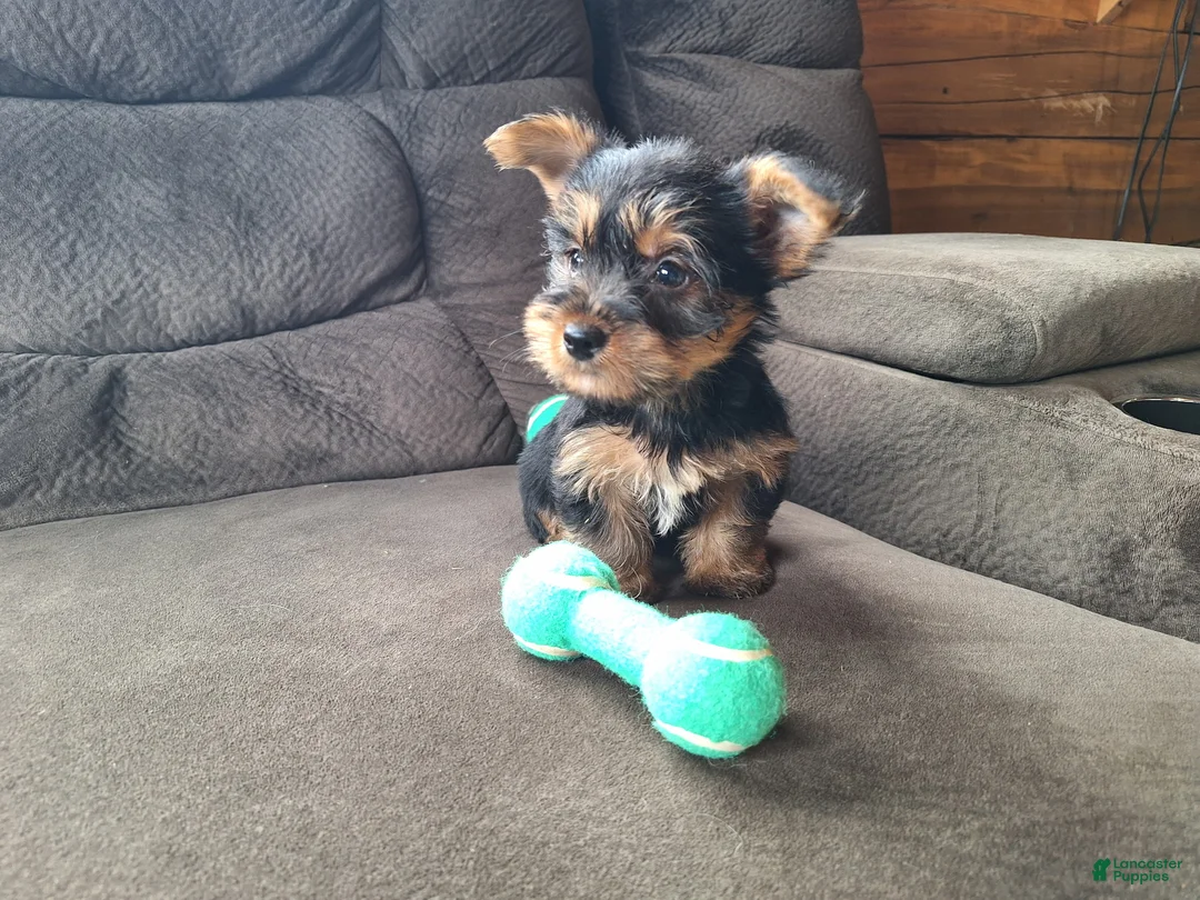 Yorkshire Terrier dogs for sale: Rocket - Ad 1