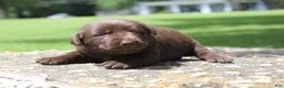 Labrador Retriever dogs for sale: Brook - Ad 4