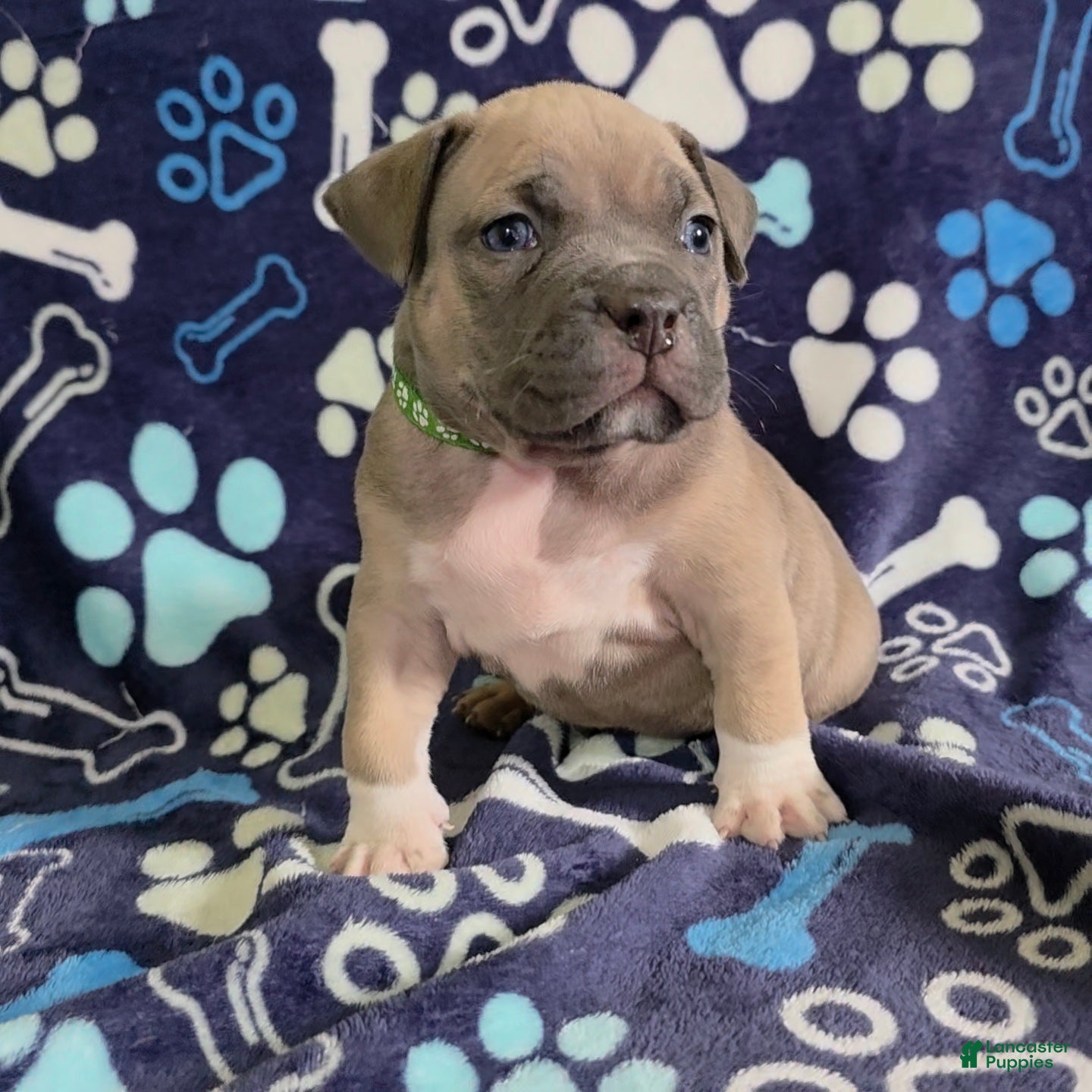 American Bully dogs Yogi the bear - Ad 1