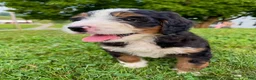 Bernedoodle dogs for sale: Ellie - Ad 6