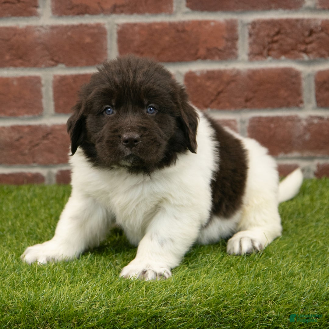 Newfoundland dogs for sale: Hank - Ad 5