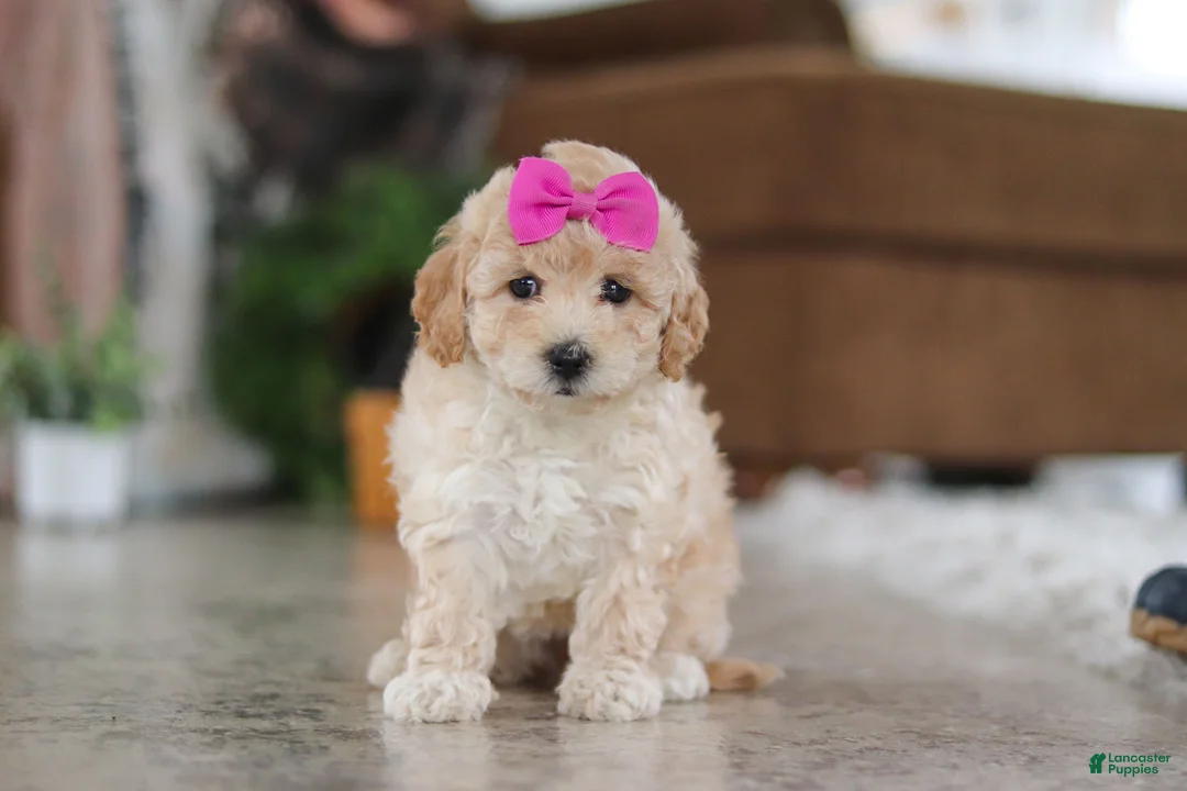 Maltipoo dogs for sale: Chloe - Ad 2