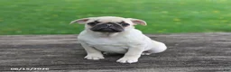 Pug dogs for sale: Lilac - Ad 8