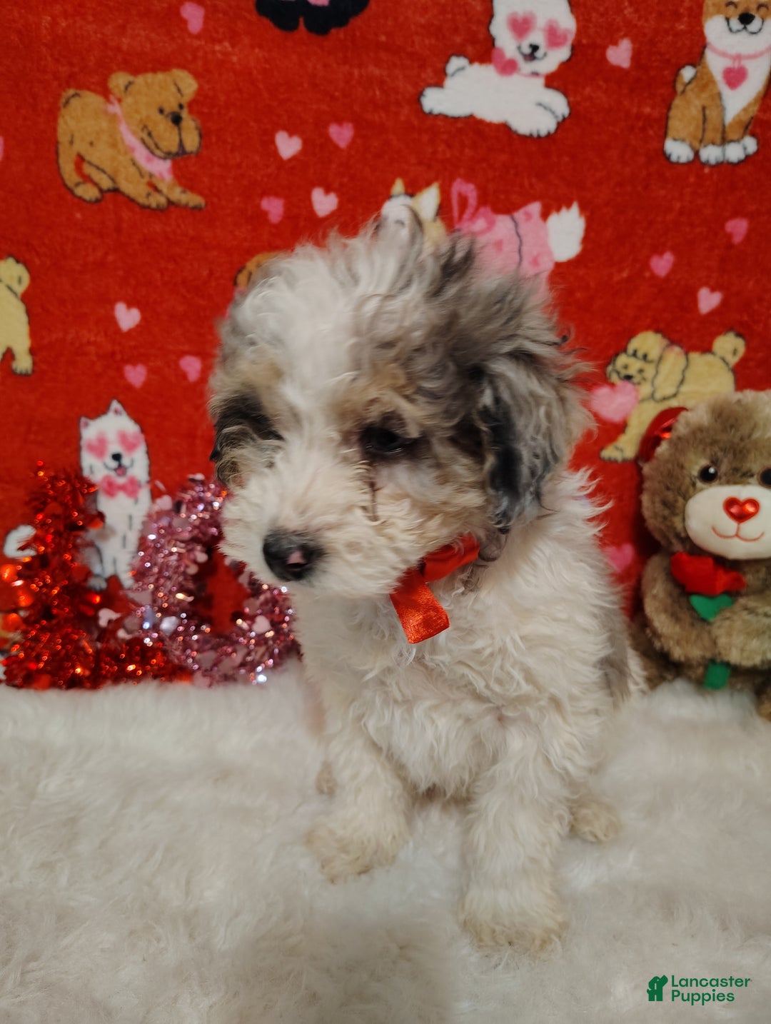 Mini Bernedoodle dogs for sale: Duke - Ad 6
