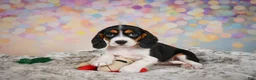 Beaglier dogs for sale: Bailey - Ad 9